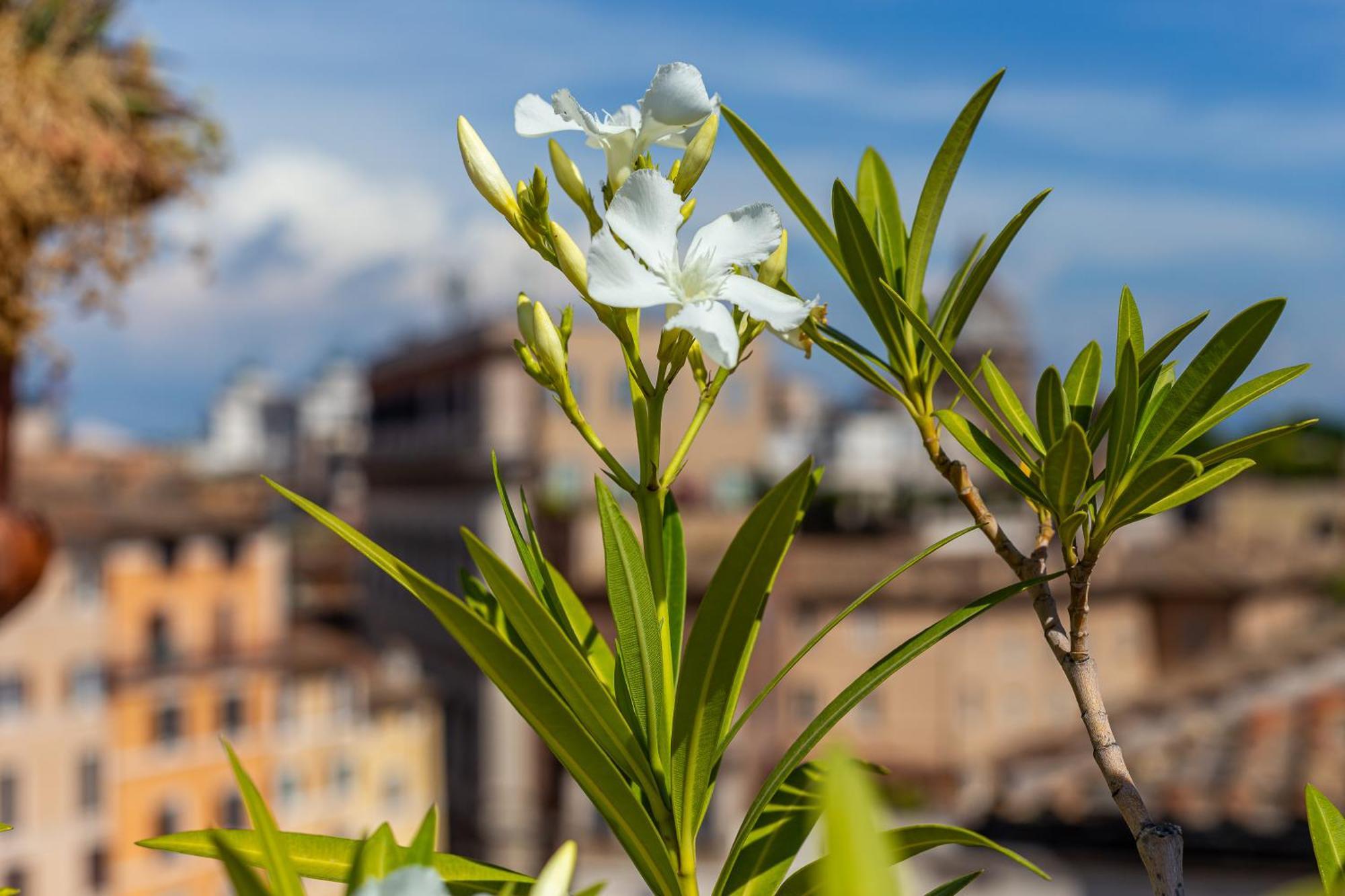 Iflat Campo De' Fiori Panoramic Penthouse Apartment Рим Екстериор снимка